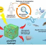 Desarrollan un hidrogel capaz de eliminar los microplásticos del agua