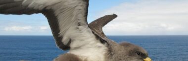 Más del 90% de los juveniles de pardela cenicienta en Canarias tienen plástico en sus estómagos