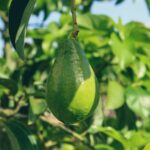 Envases alimentarios más sostenibles fabricados con residuos de aguacate