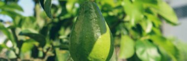 Envases alimentarios más sostenibles fabricados con residuos de aguacate