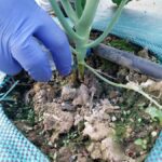 Fertilizantes biológicos a partir de residuos pesqueros, una alternativa sostenible para suelos agrícolas