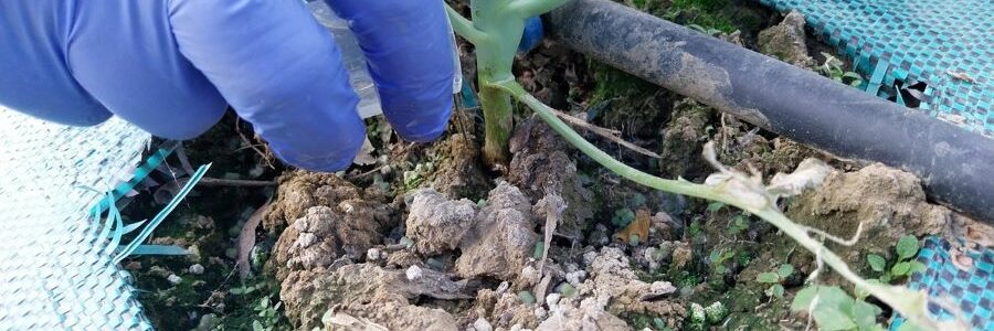Fertilizantes biológicos a partir de residuos pesqueros, una alternativa sostenible para suelos agrícolas