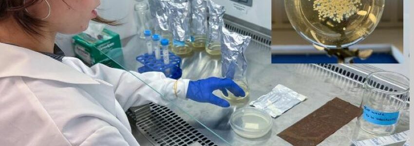 Usan hongos para convertir residuos orgánicos en fertilizantes