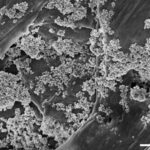 Nanoflores de óxido de hierro para eliminar microplásticos del agua