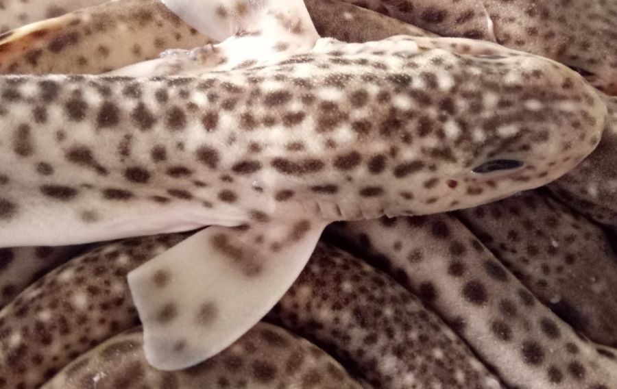 El tiburón pintarroja usa residuos plásticos para desovar