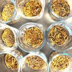 ¿Pueden los insectos ayudarnos a resolver el problema de los microplásticos?
