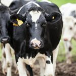 Cómo aprovechar los residuos agroganaderos para promover la autonomía energética de las islas