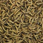 Investigan el uso de insectos para fabricar envases sostenibles y con propiedades mejoradas