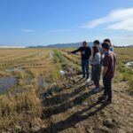Un proyecto valenciano aprovechará el subproducto de la paja del arroz como material de construcción