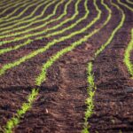 Hasta el 17% de las tierras de cultivo están contaminadas por metales pesados tóxicos