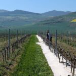 La bodega navarra Otazu aprovecha la lana de oveja latxa como acolchado en sus viñedos