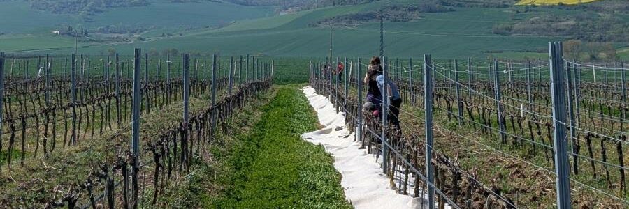 La bodega navarra Otazu aprovecha la lana de oveja latxa como acolchado en sus viñedos