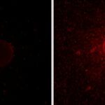 Una bacteria produce un ‘detergente orgánico’ para degradar el petróleo