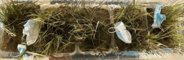 La Universidad de Cantabria estudia el potencial de la vegetación de marisma para retener residuos plásticos