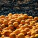 Desperdicio de alimentos: nueva ley estatal para combatirlo