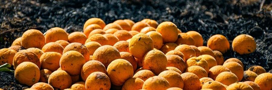Desperdicio de alimentos: nueva ley estatal para combatirlo