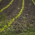 La basura de unas plantas puede ser el tesoro de otras