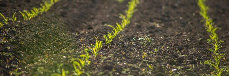 La basura de unas plantas puede ser el tesoro de otras