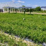 Proponen reutilizar paneles fotovoltaicos en el sector agrícola