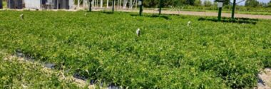 Proponen reutilizar paneles fotovoltaicos en el sector agrícola