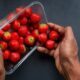 Botellas, tablas de cortar, bolsas de té… Una plataforma digital revela el origen de los microplásticos que ingerimos con la comida