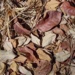 Desarrollan envases de uso alimentario a partir de tallos, hojas y restos de poda