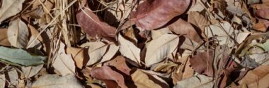 Desarrollan envases de uso alimentario a partir de tallos, hojas y restos de poda