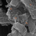 Los nanoplásticos aumentan la toxicidad de la bacteria E. Coli, sugiere un estudio