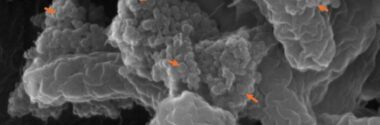 Los nanoplásticos aumentan la toxicidad de la bacteria E. Coli, sugiere un estudio