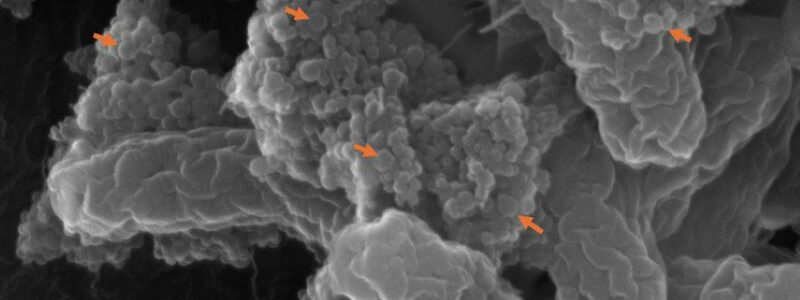 Los nanoplásticos aumentan la toxicidad de la bacteria E. Coli, sugiere un estudio