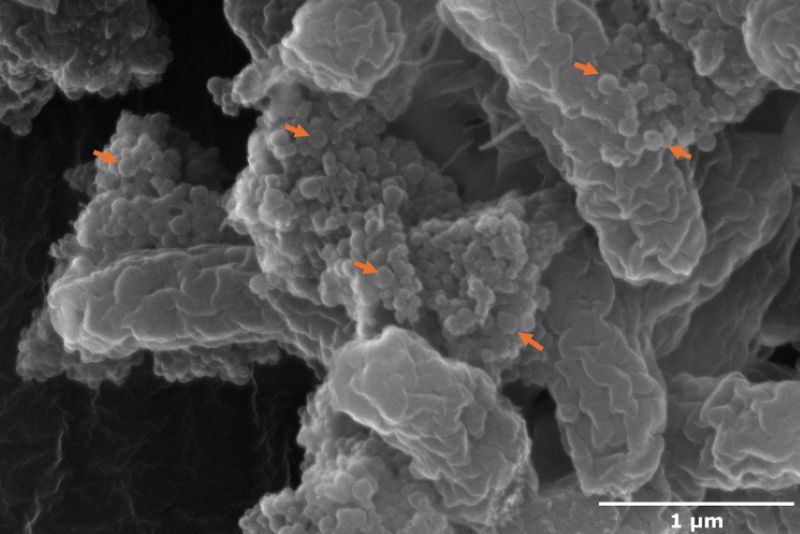 Los nanoplásticos hacen más virulenta la bacteria E. Coli