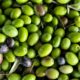Así podemos aprovechar los huesos de aceituna para producir biocombustibles