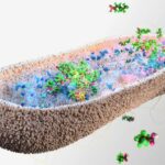 Las bacterias intestinales podrían protegernos de los «químicos eternos» tóxicos
