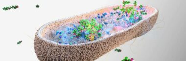 Las bacterias intestinales podrían protegernos de los «químicos eternos» tóxicos