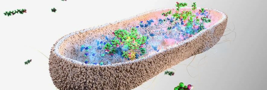 Las bacterias intestinales podrían protegernos de los «químicos eternos» tóxicos