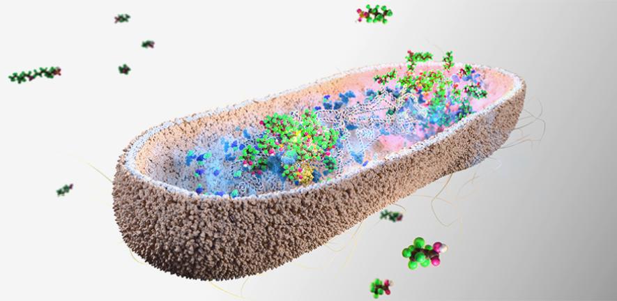 Bacterias intestinales eliminan PFAS