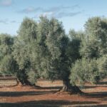El proyecto OLIWA desarrollará soluciones para valorizar la biomasa del olivo