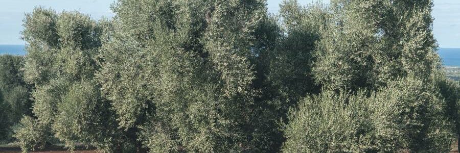 El proyecto OLIWA desarrollará soluciones para valorizar la biomasa del olivo
