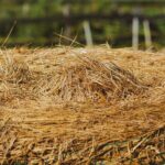Proyecto para transformar residuos agroalimentarios y lignocelulósicos en bioplásticos y poliuretanos sostenibles