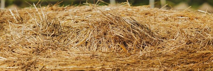 Proyecto para transformar residuos agroalimentarios y lignocelulósicos en bioplásticos y poliuretanos sostenibles