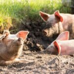 Un nuevo método de tratamiento de purines de cerdo reduce la emisión de gases de efecto invernadero