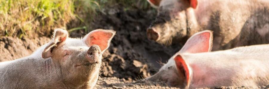 Un nuevo método de tratamiento de purines de cerdo reduce la emisión de gases de efecto invernadero