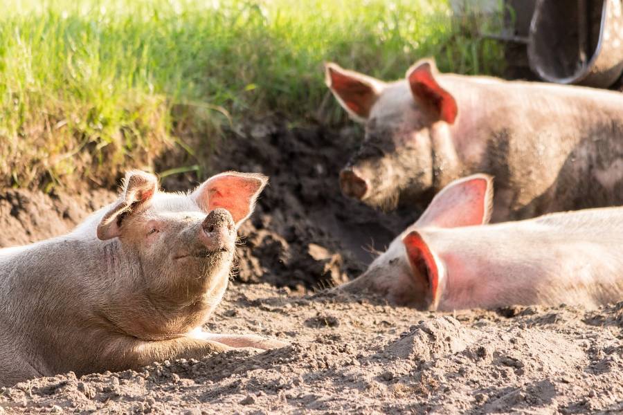 Nuevo método de tratamiento de purines de cerdo