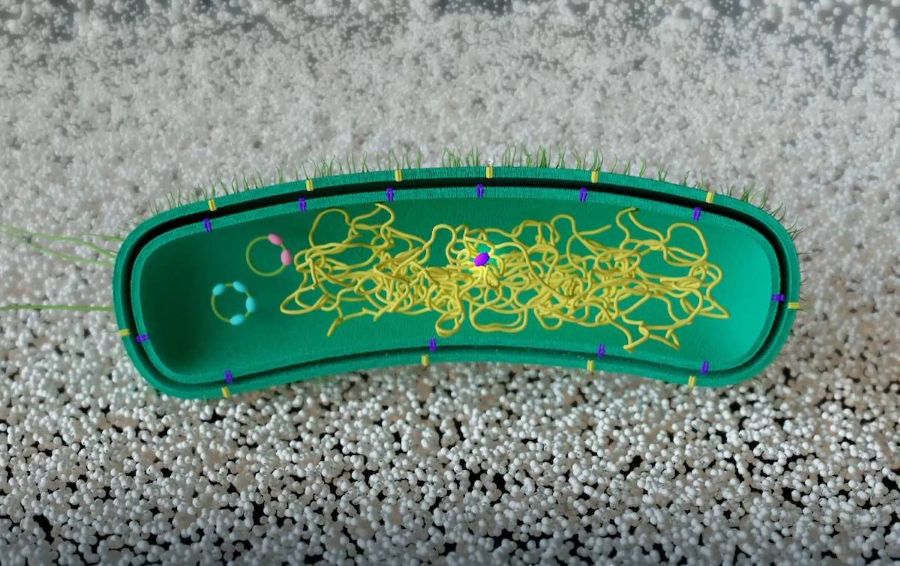 Modifican una bacteria para degradar plásticos