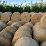 Una patente española convierte la paja de arroz en energía renovable