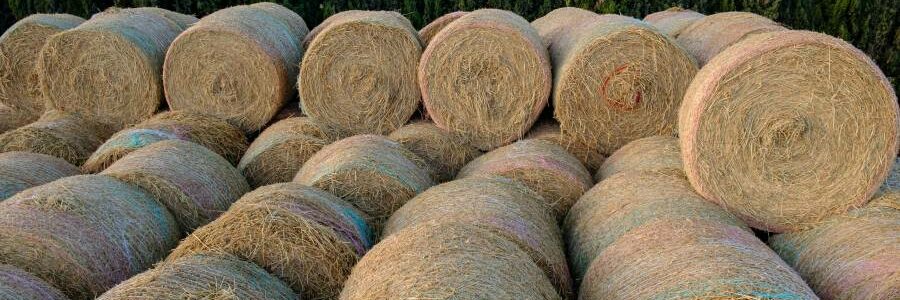 Una patente española convierte la paja de arroz en energía renovable