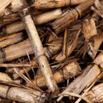Iniciativa para convertir la biomasa forestal en fibras para la industria textil