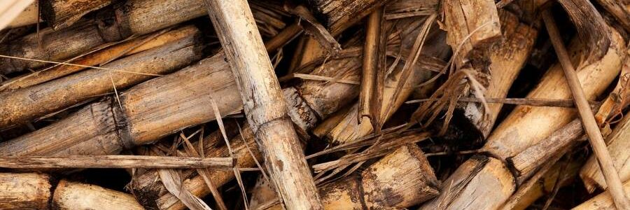 Iniciativa para convertir la biomasa forestal en fibras para la industria textil