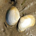 Qué nos dicen las coquinas del Guadiana y el Guadalquivir sobre los microplásticos
