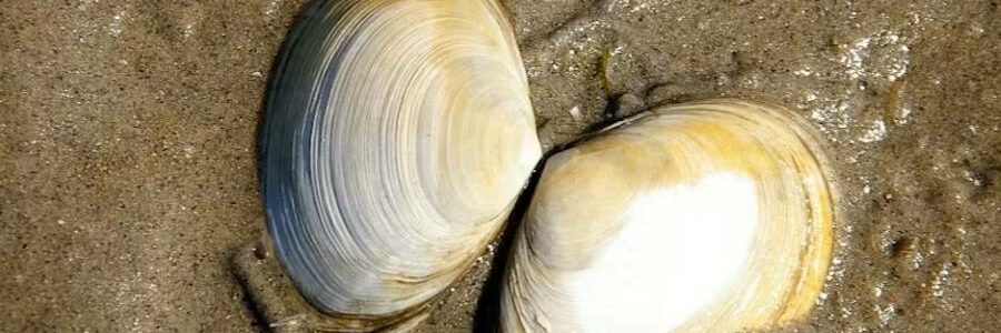 Qué nos dicen las coquinas del Guadiana y el Guadalquivir sobre los microplásticos